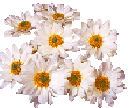 ppdaisies.gif